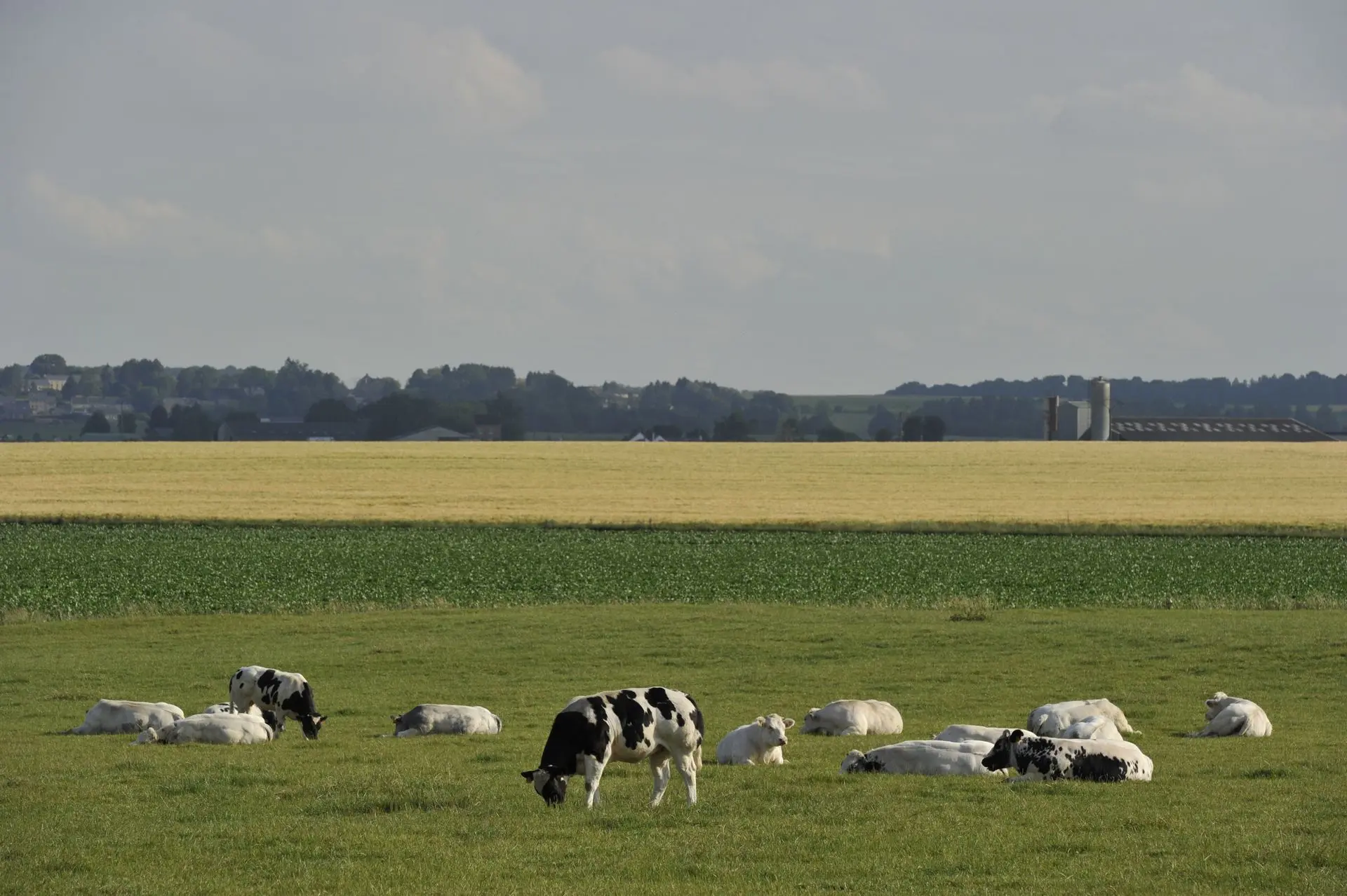Blanc-Bleu Belge